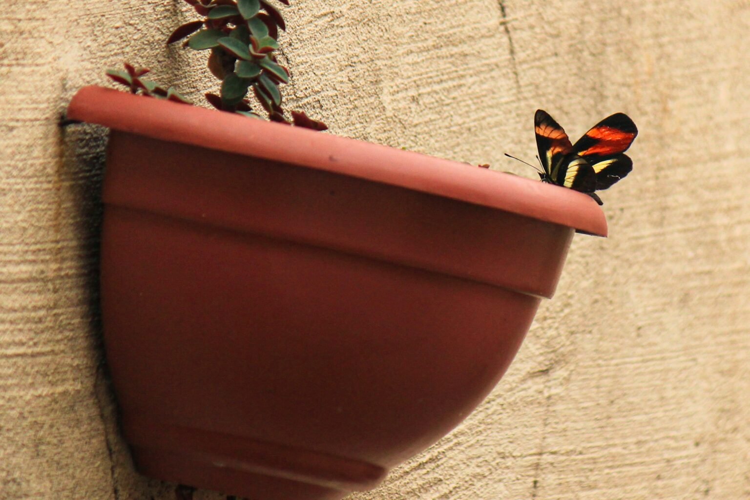 3D butterfly wall decor idea: a butterfly resting on a potted plant by a wall