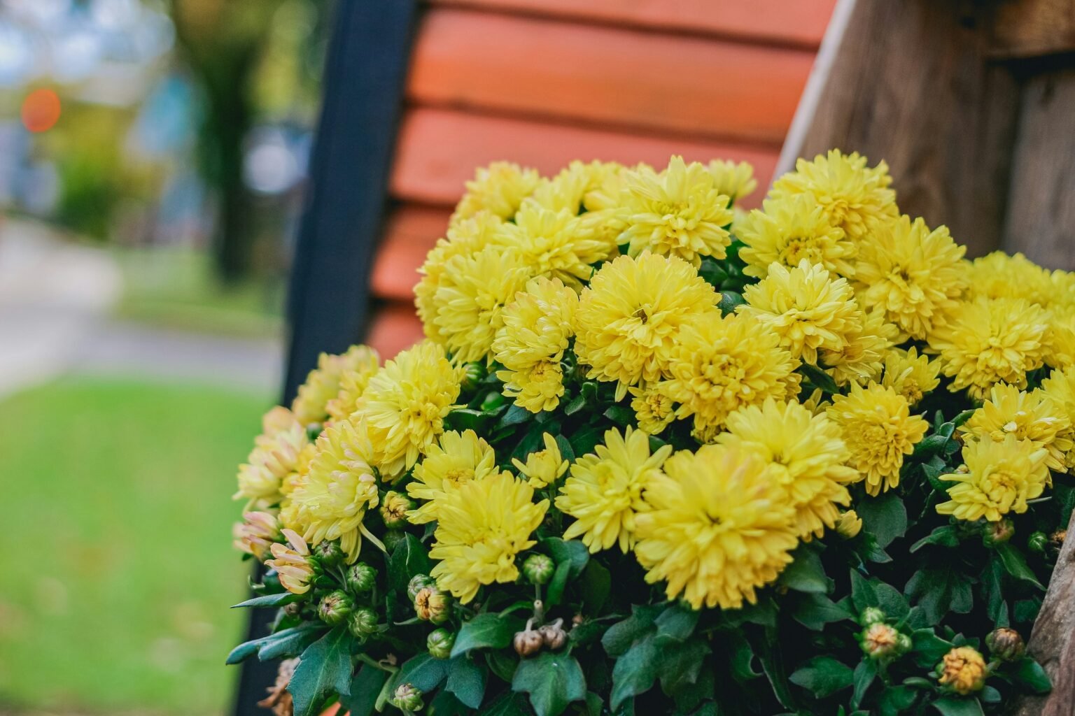 How to keep fake flowers in a pot outside: a full yellow mum-style planter by a wooden wall