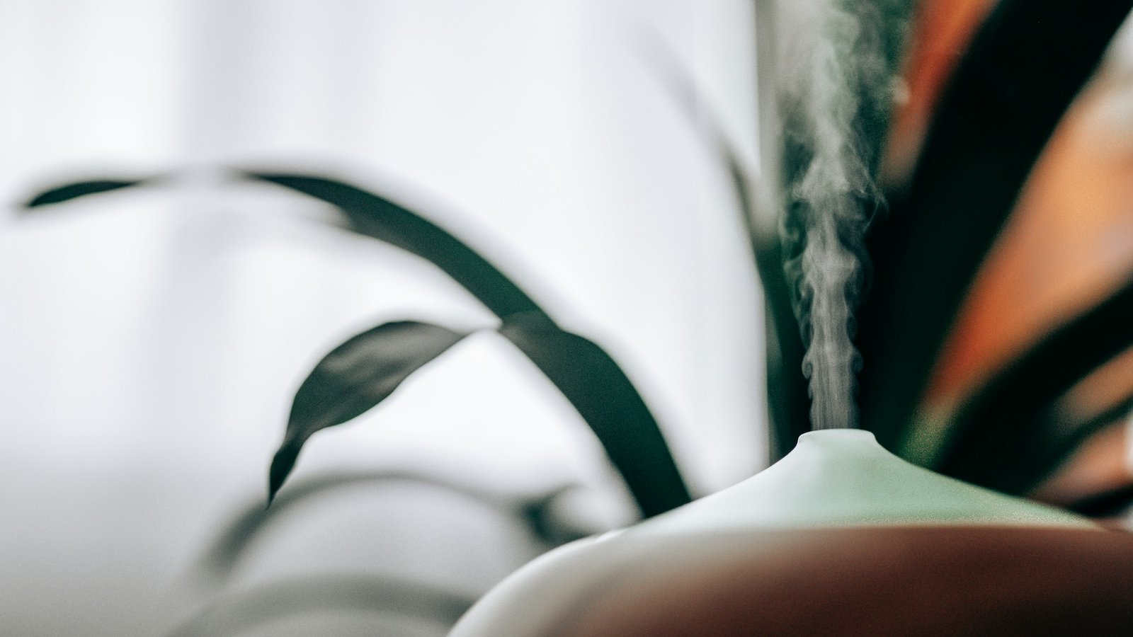 Best humidifier for bedroom: a cool mist humidifier releasing a soft plume of mist beside a houseplant