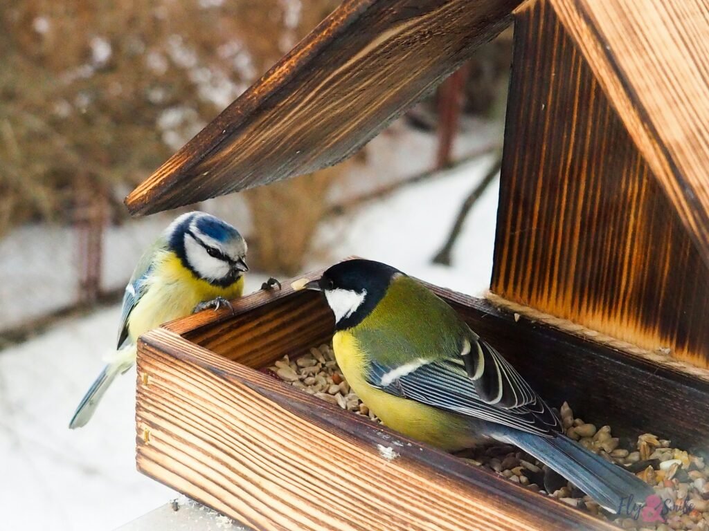 Two songbirds eating seed at a wooden tray bird feeder on a snowy winter day