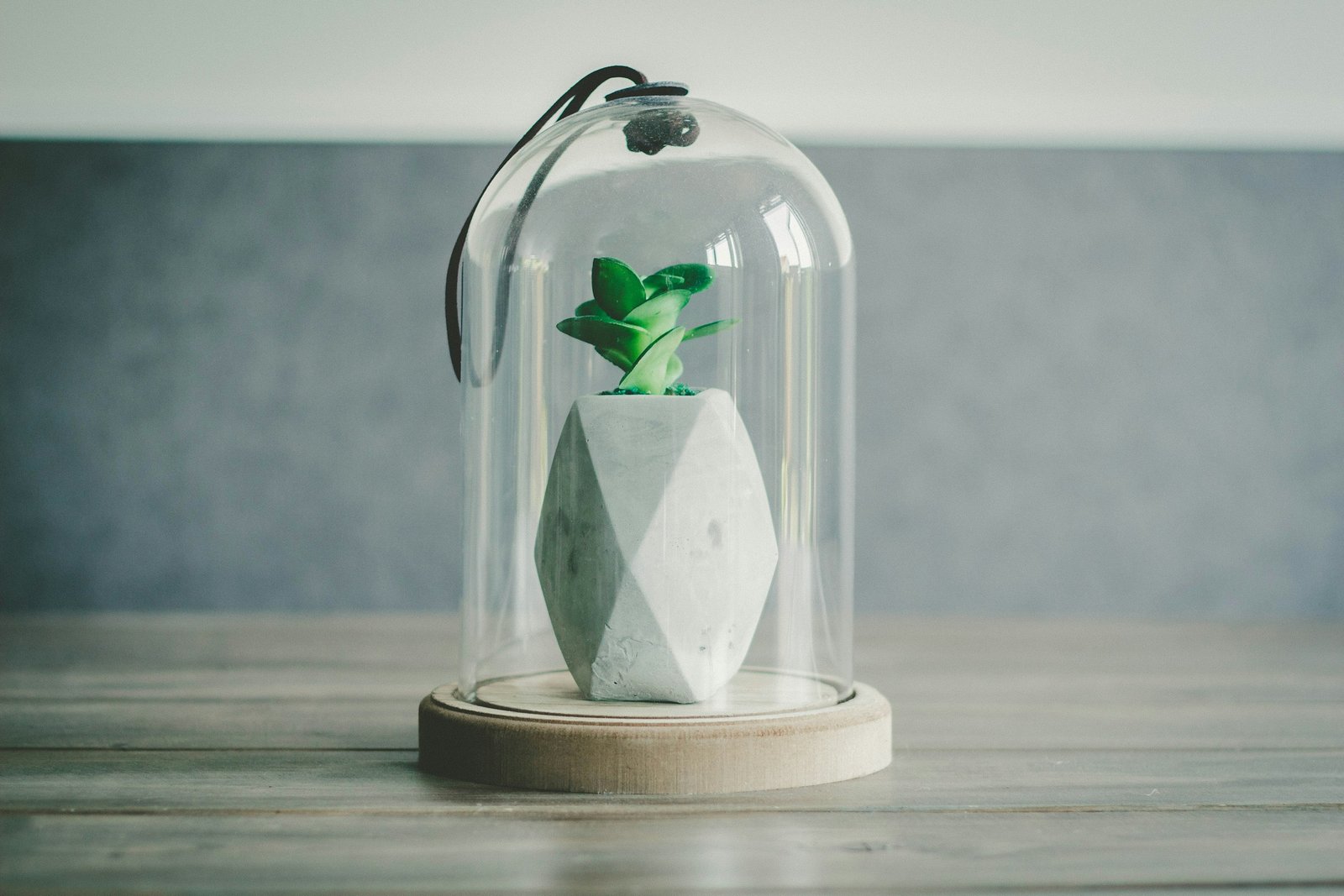 Glass cloche with tray styling: a small potted plant under a clear glass dome on a wooden table