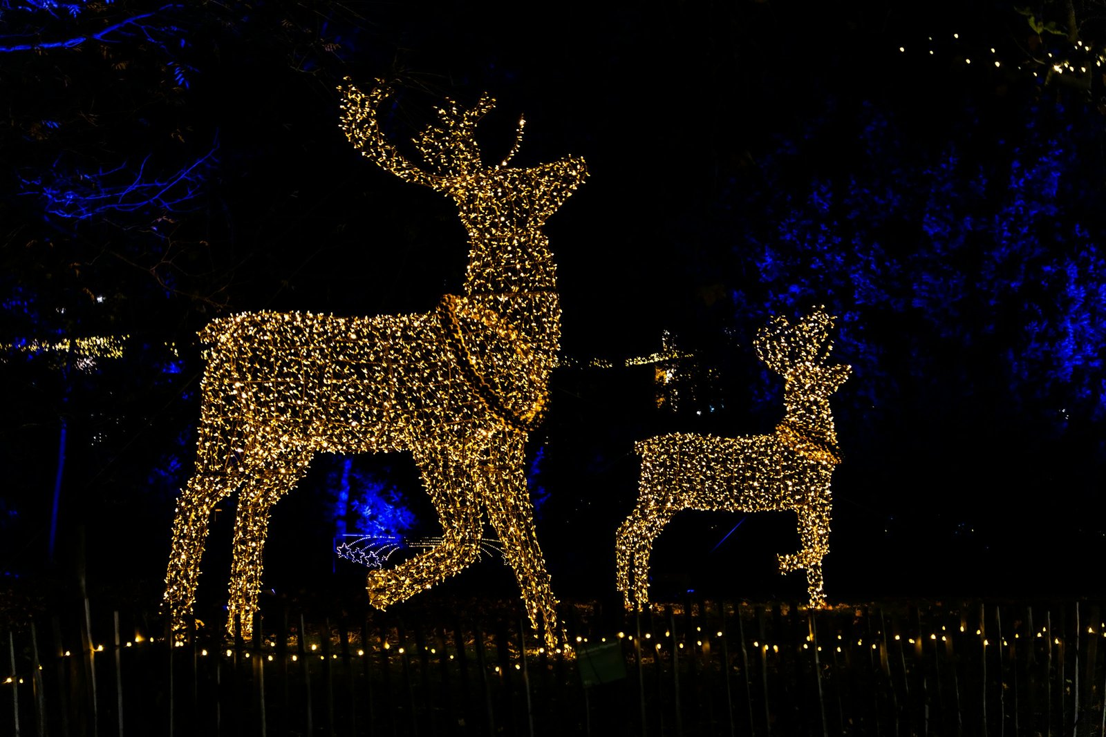 Two gold lighted Christmas reindeer glowing outside at night, a buck and a fawn
