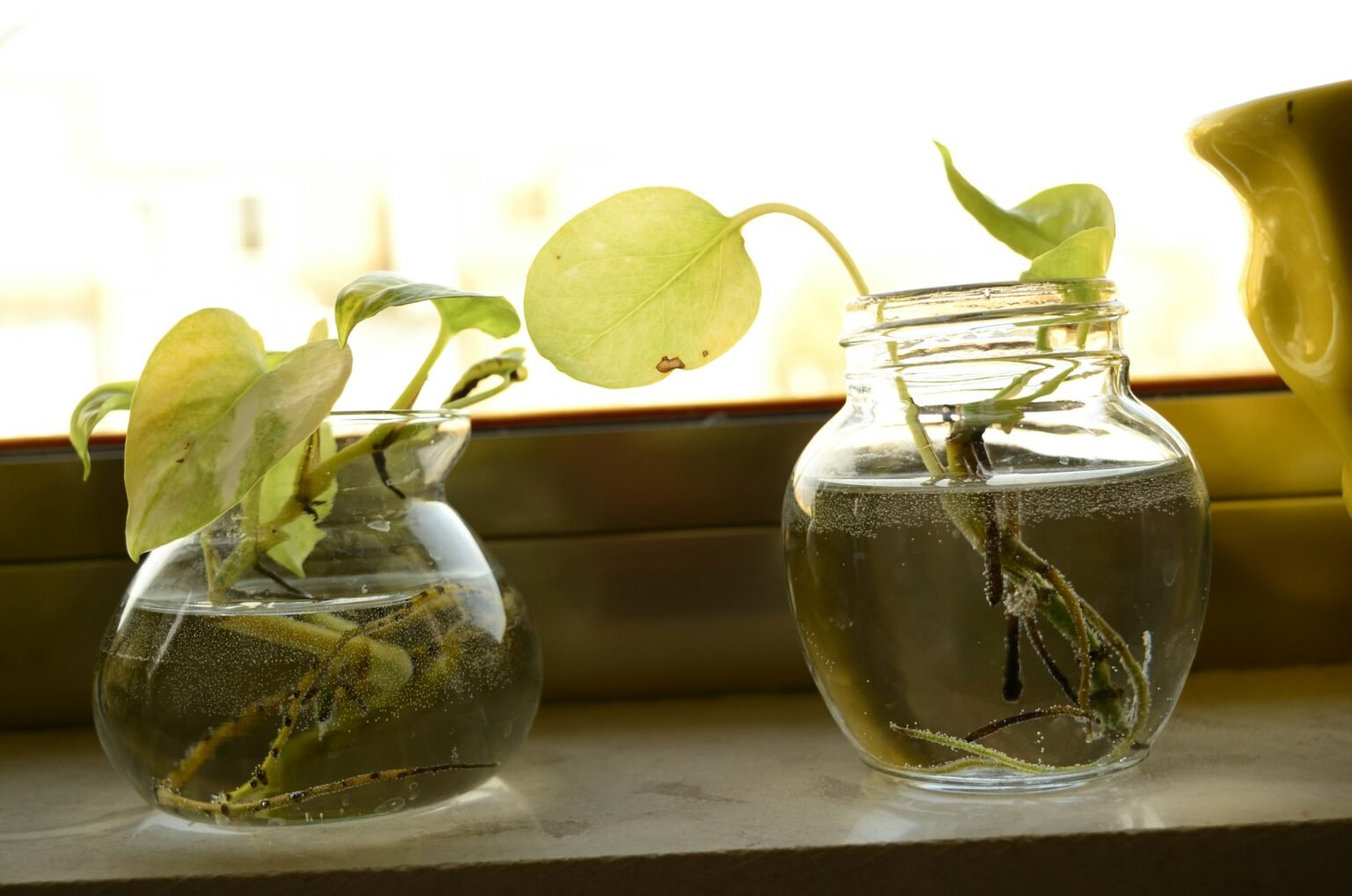 Glass vases with plant cuttings, similar to a plant propagation station