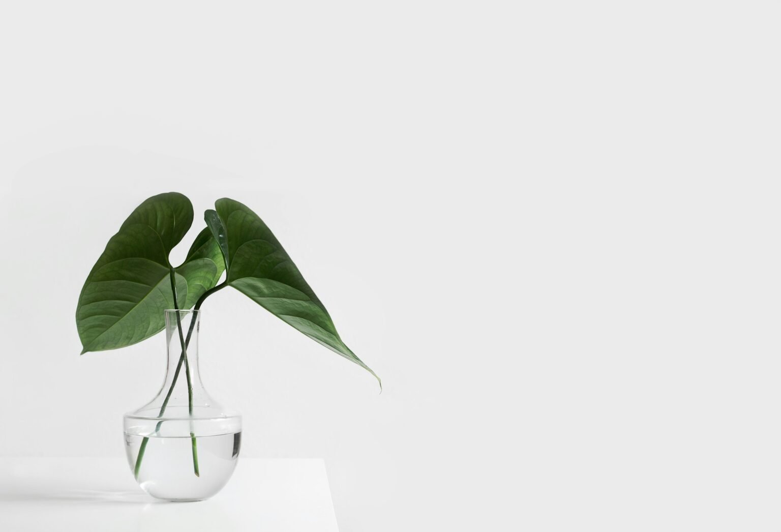 Plant propagation station idea: a green cutting rooting in a clear glass vase