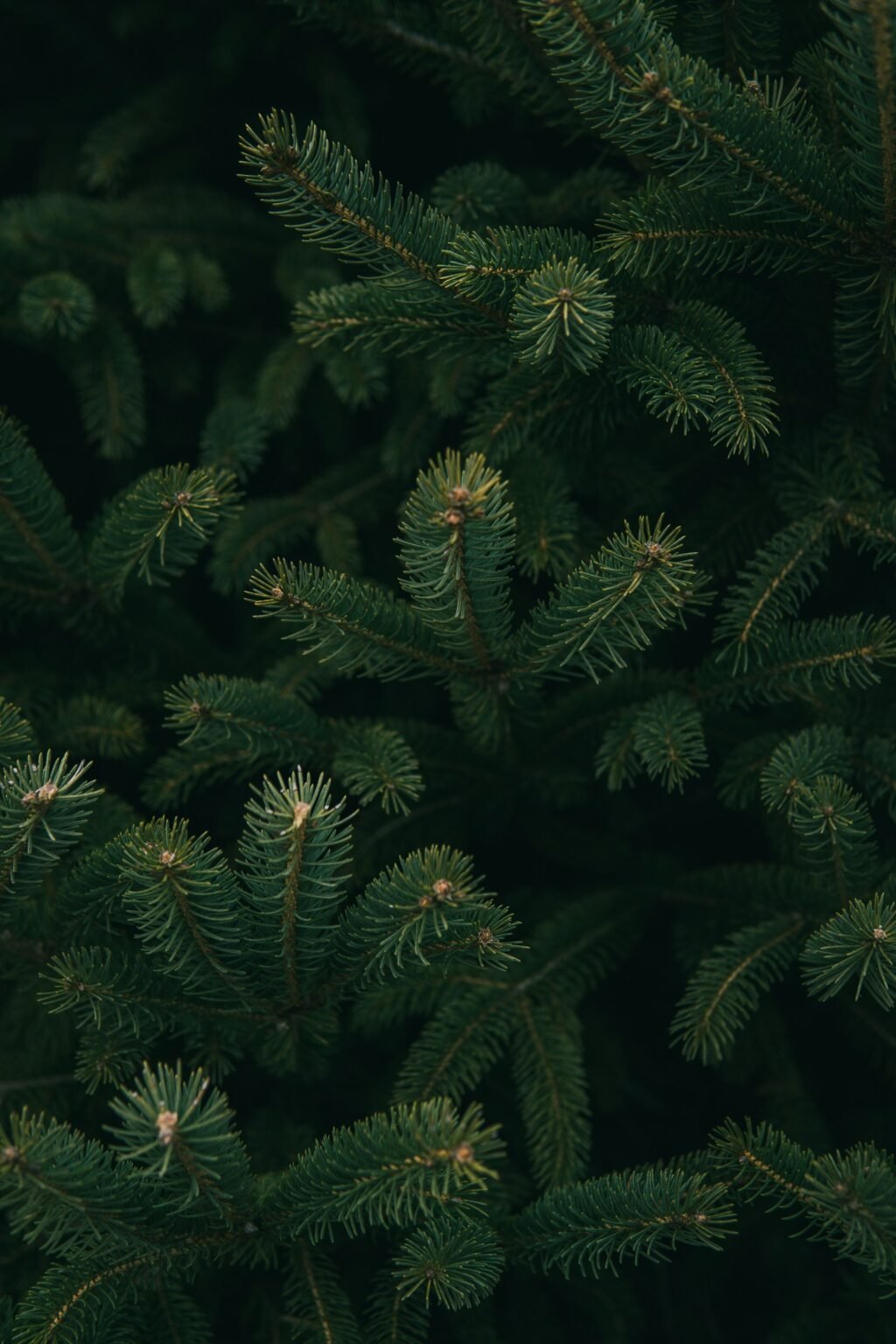 Close-up of molded PE tips on a realistic artificial Christmas tree