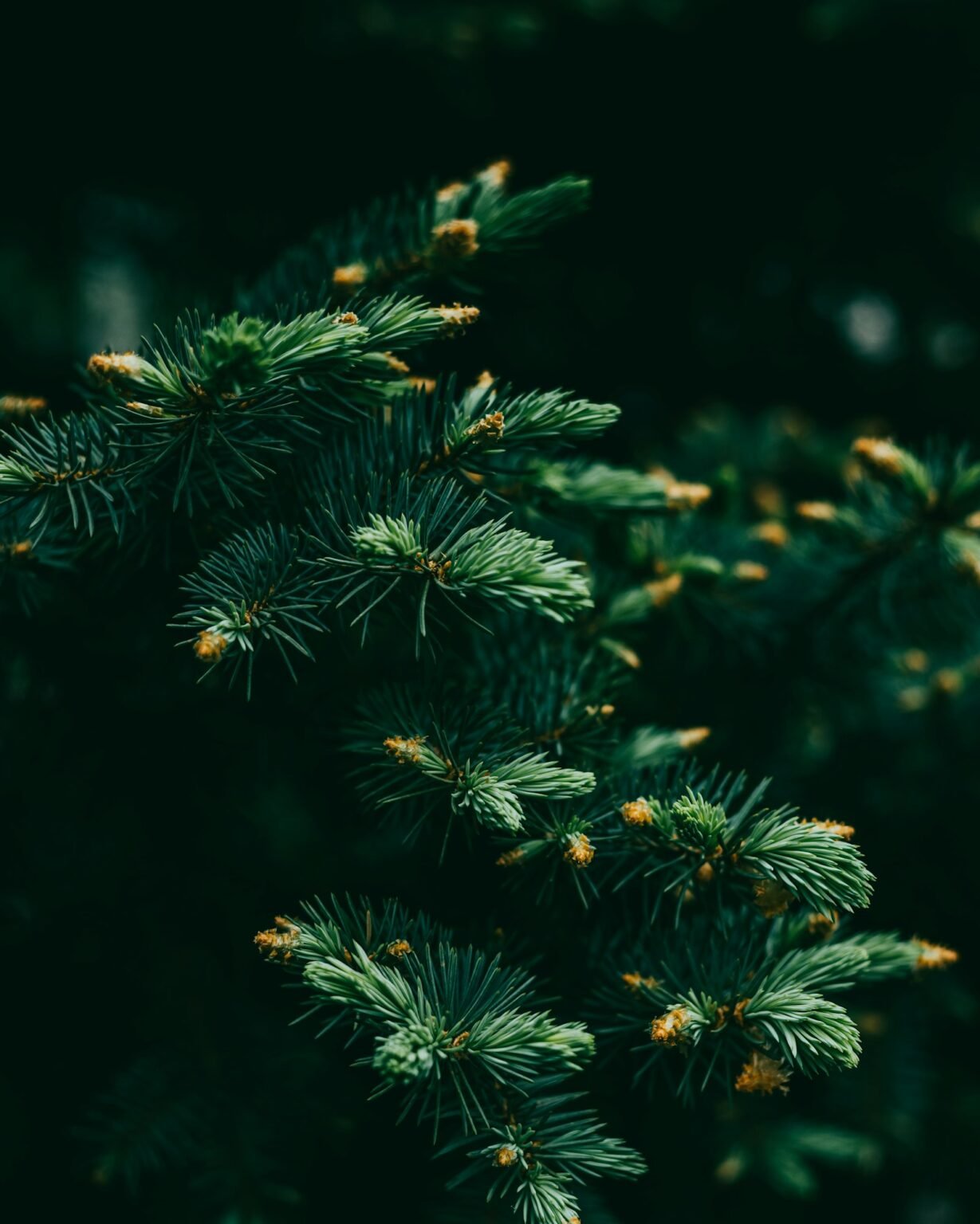 How to fluff an artificial Christmas tree – Close-up of a tree branch