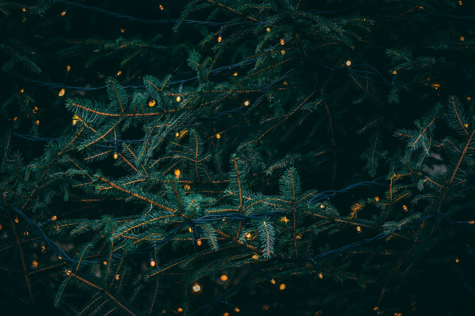 Green pine tree with glowing lights