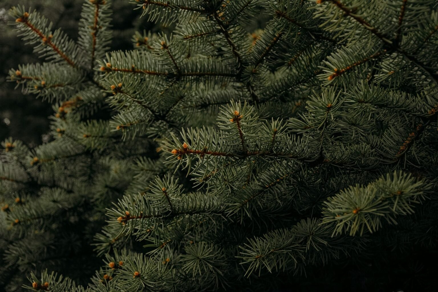 Pine trees growing outdoors