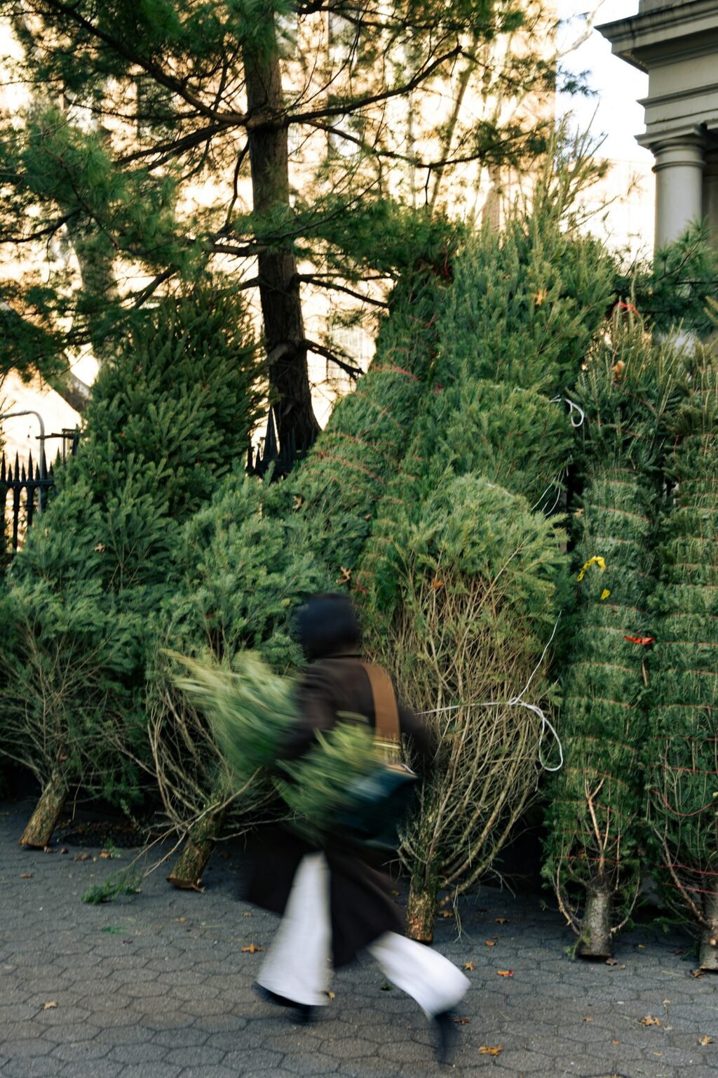 Person walking past stacked Christmas trees