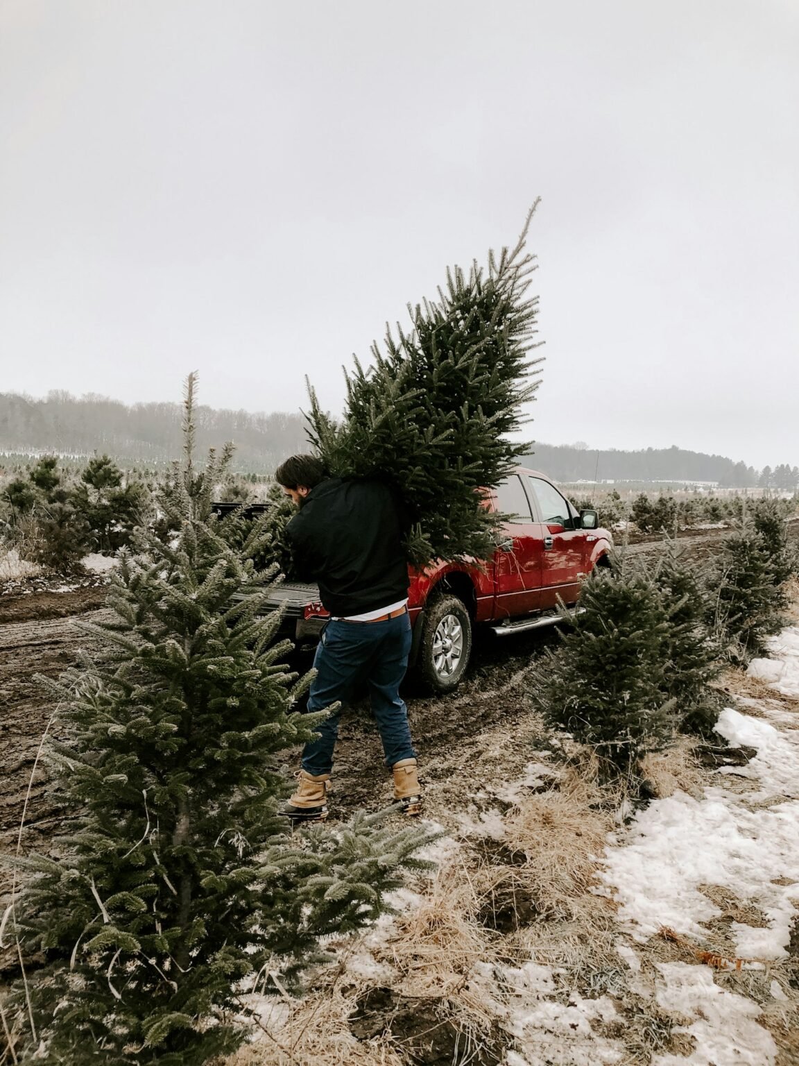 Man carrying a fresh-cut Christmas tree