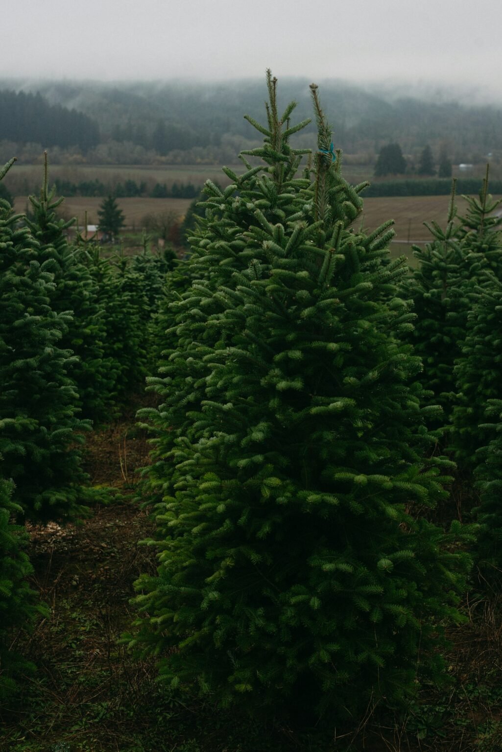 Real vs artificial Christmas tree – Row of Christmas trees growing on a farm