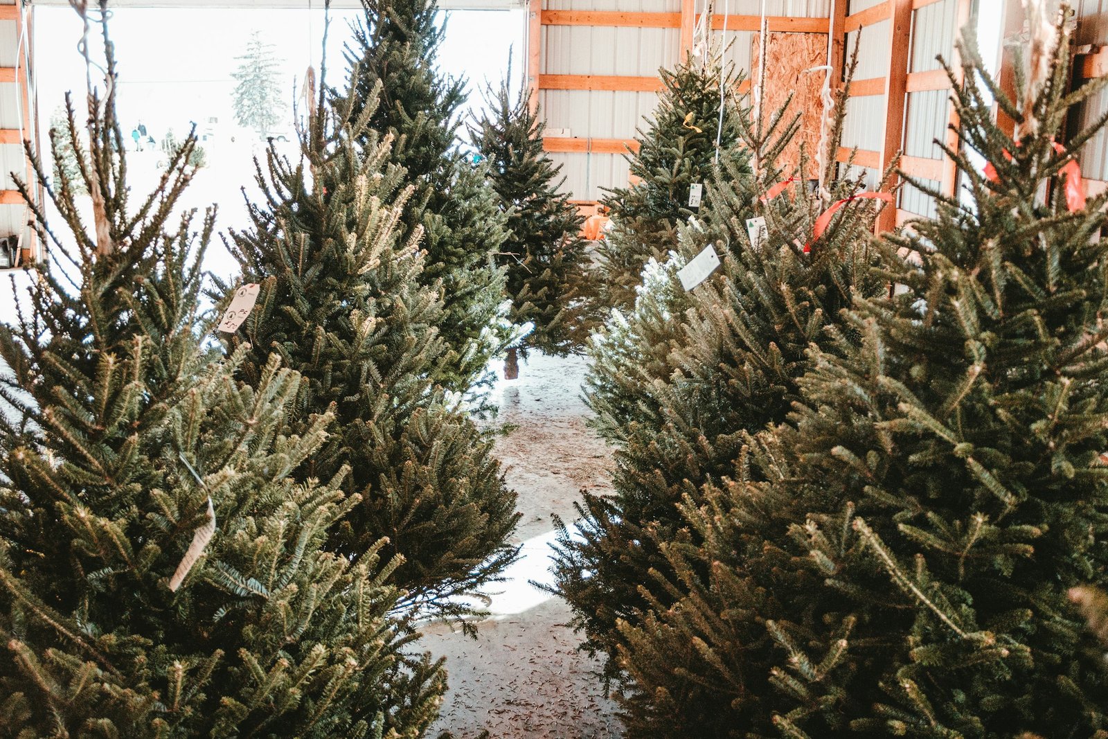 Rows of Christmas trees for sale