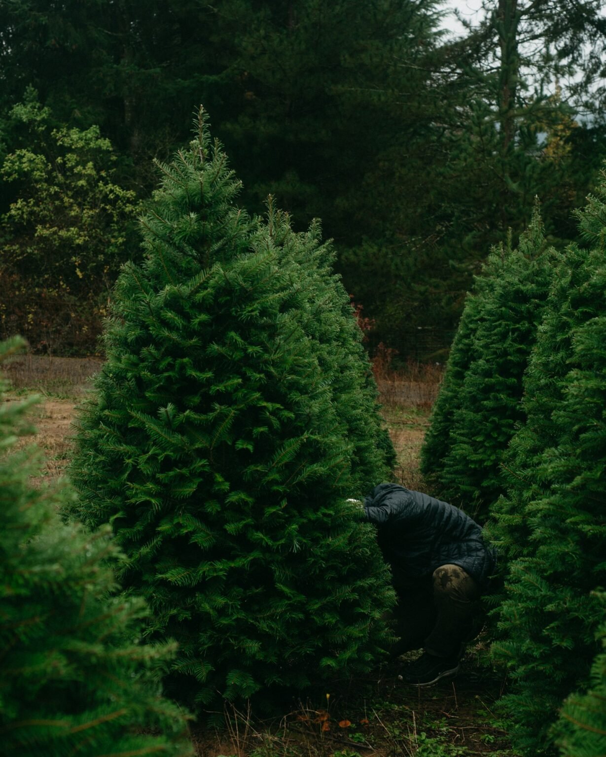 Person choosing a Christmas tree at a tree lot