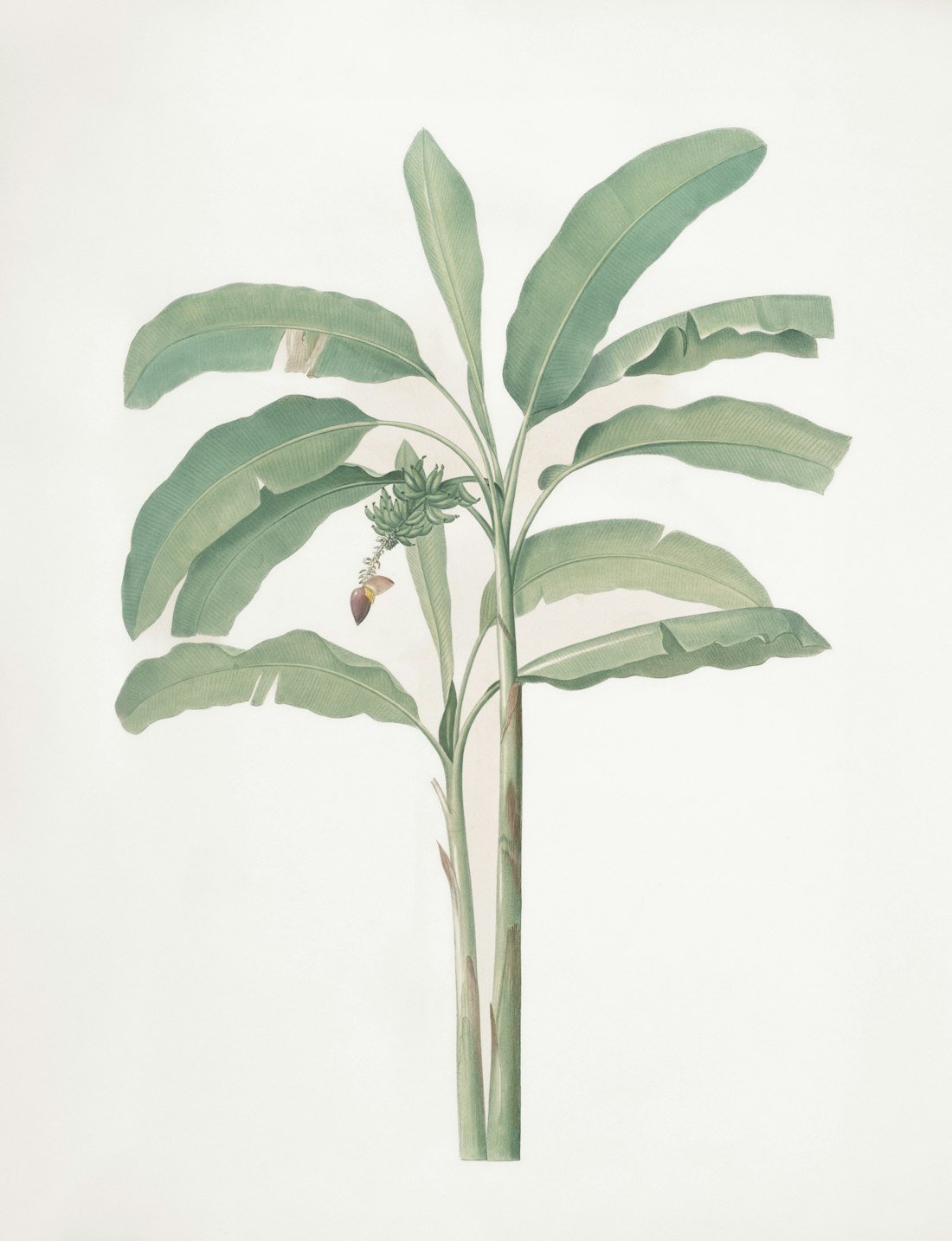 Botanical prints