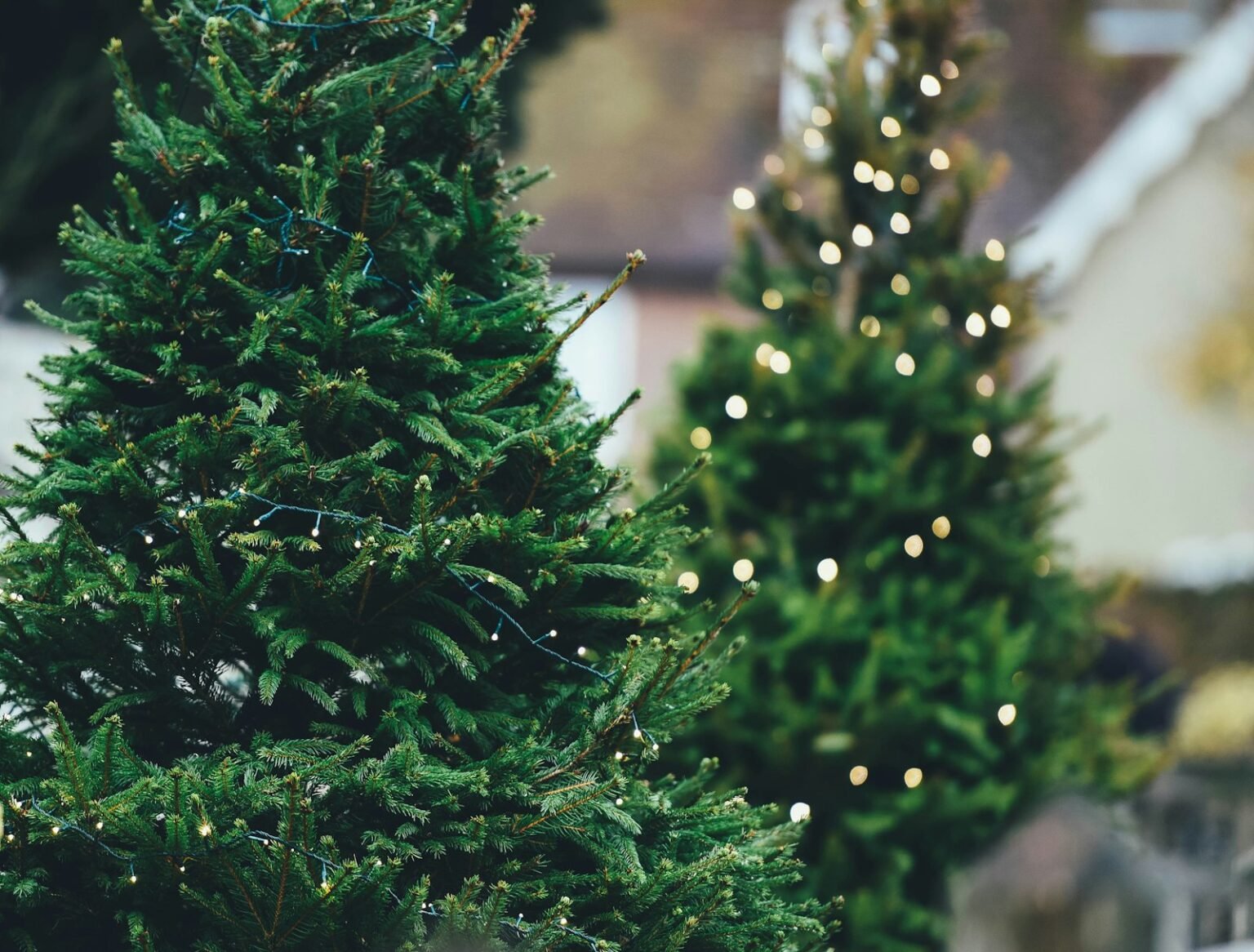 Close-up of a green Christmas tree