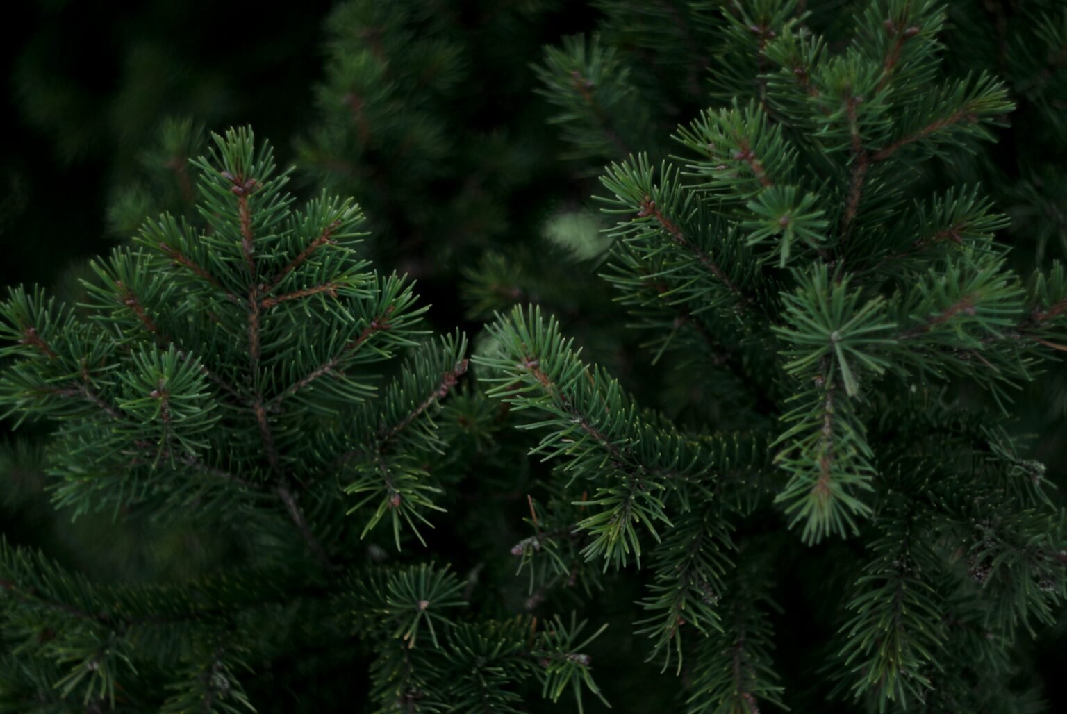 Green pine branches in close-up