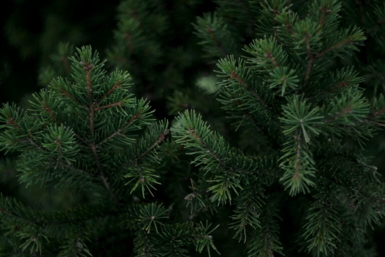 Green pine branches in close-up