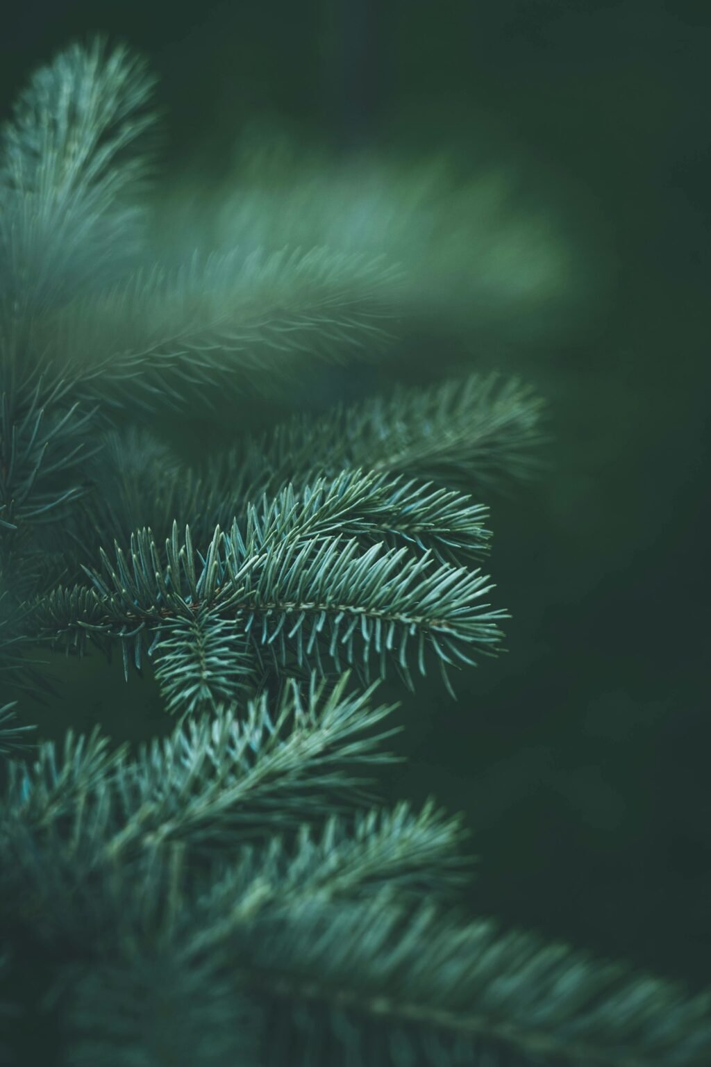Close-up of green pine needles