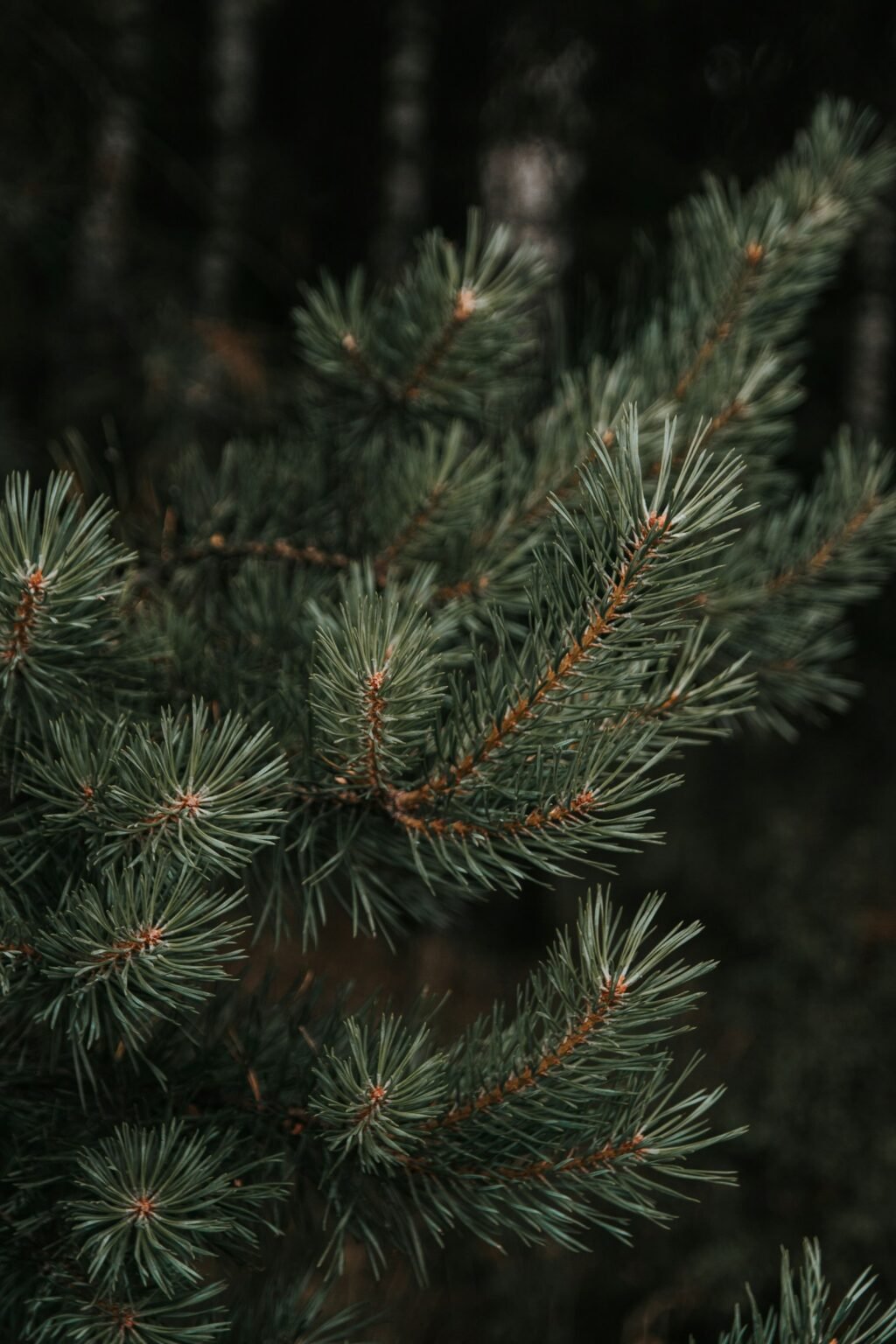 Green pine tree covered with snow