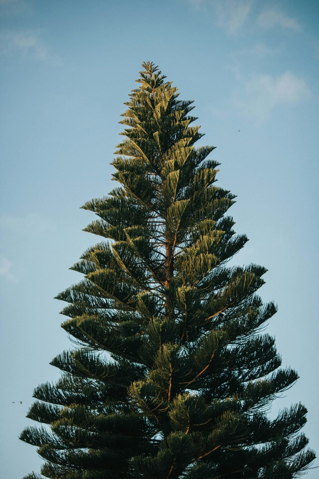 Tall green spruce tree