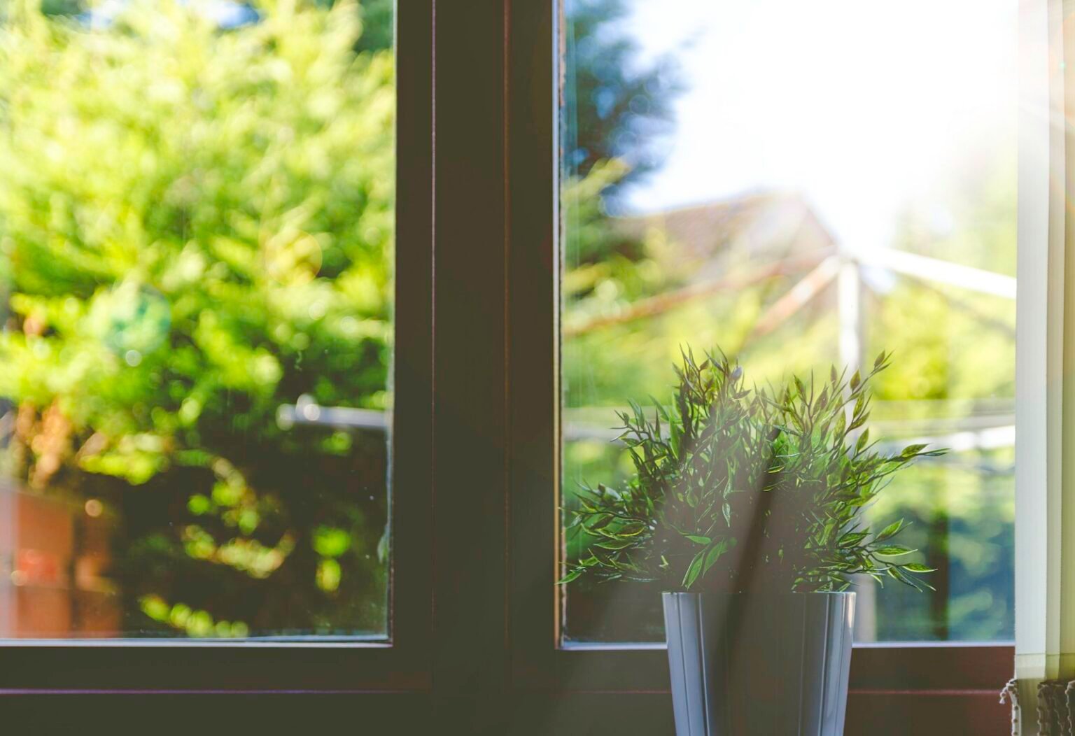 Green plant in front of a sunny window